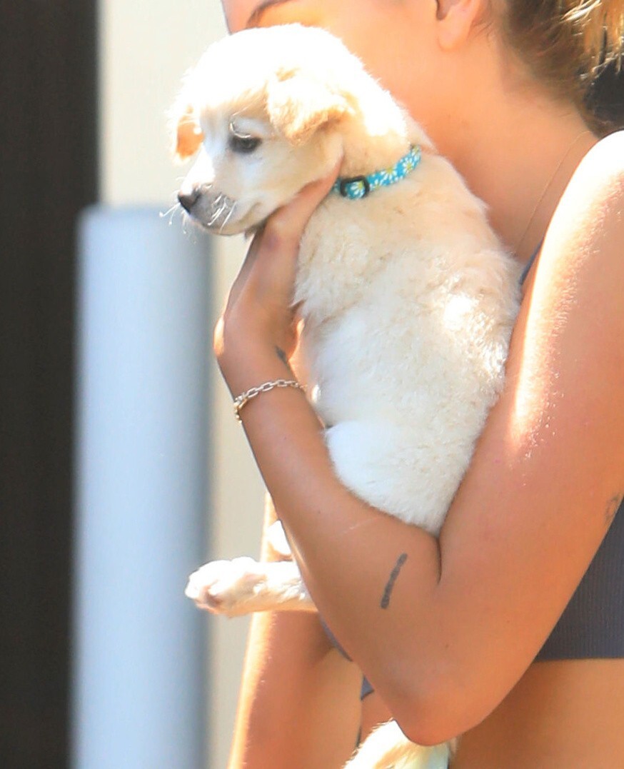 kaia-gerber-in-a-yellow-bikini-poses-with-her-favorite-puppy-thefappening-cfd-3 kaia gerber in a yellow bikini poses with her favorite puppy thefappening cfd 3
